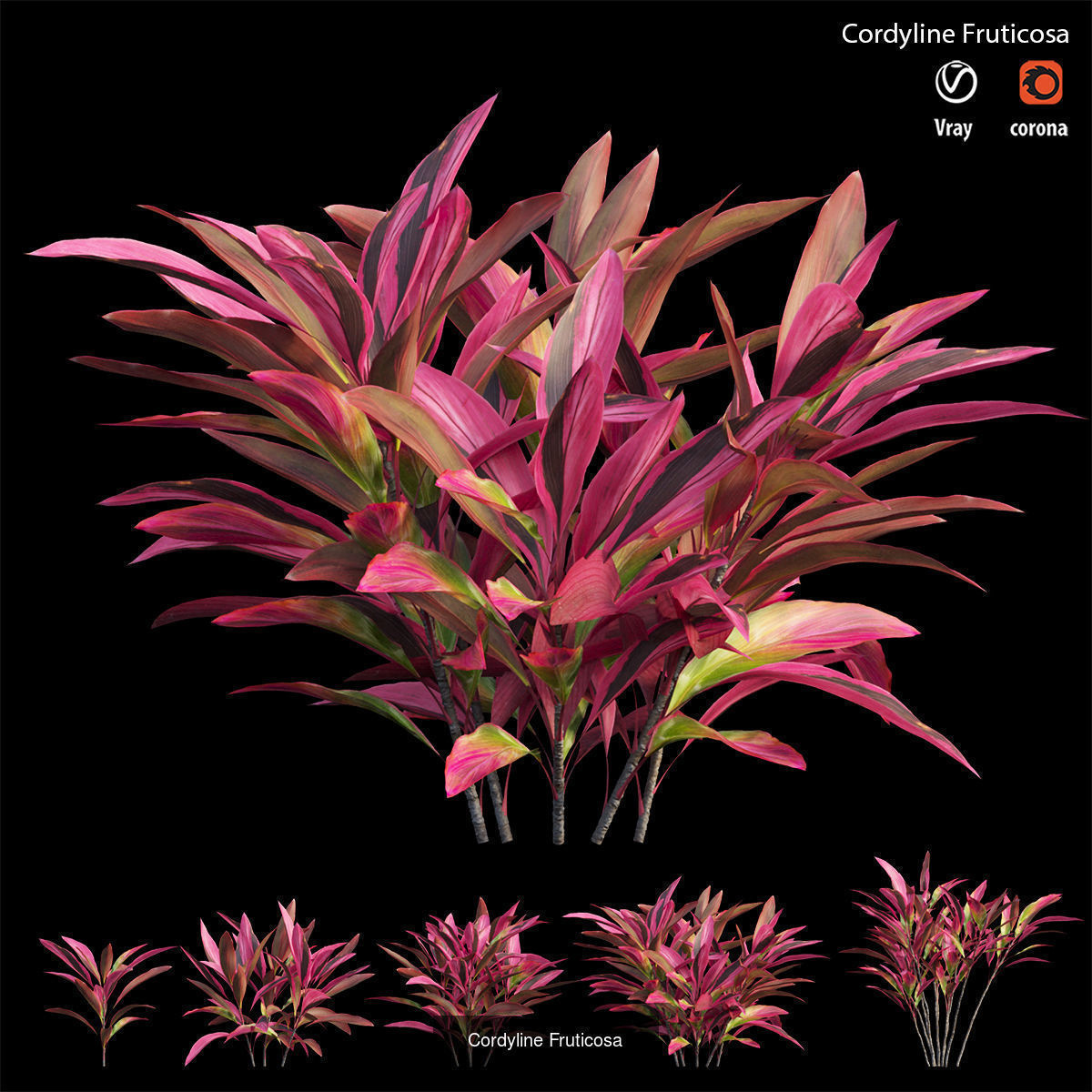 Cordyline fruticosa 3D Model Collection_7