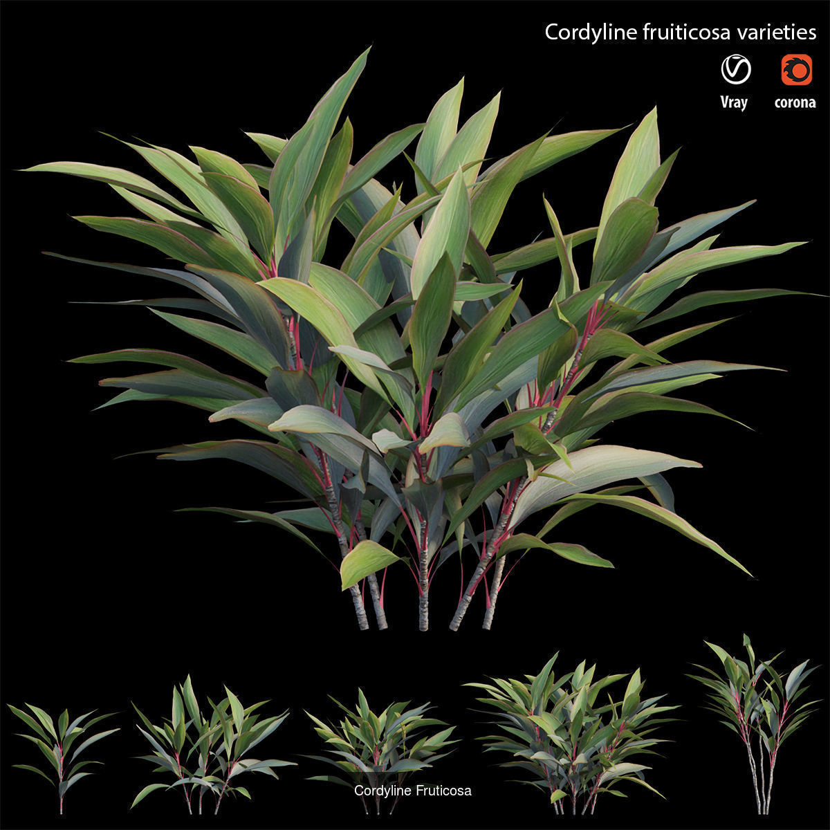 Cordyline fruticosa 3D Model Collection_8
