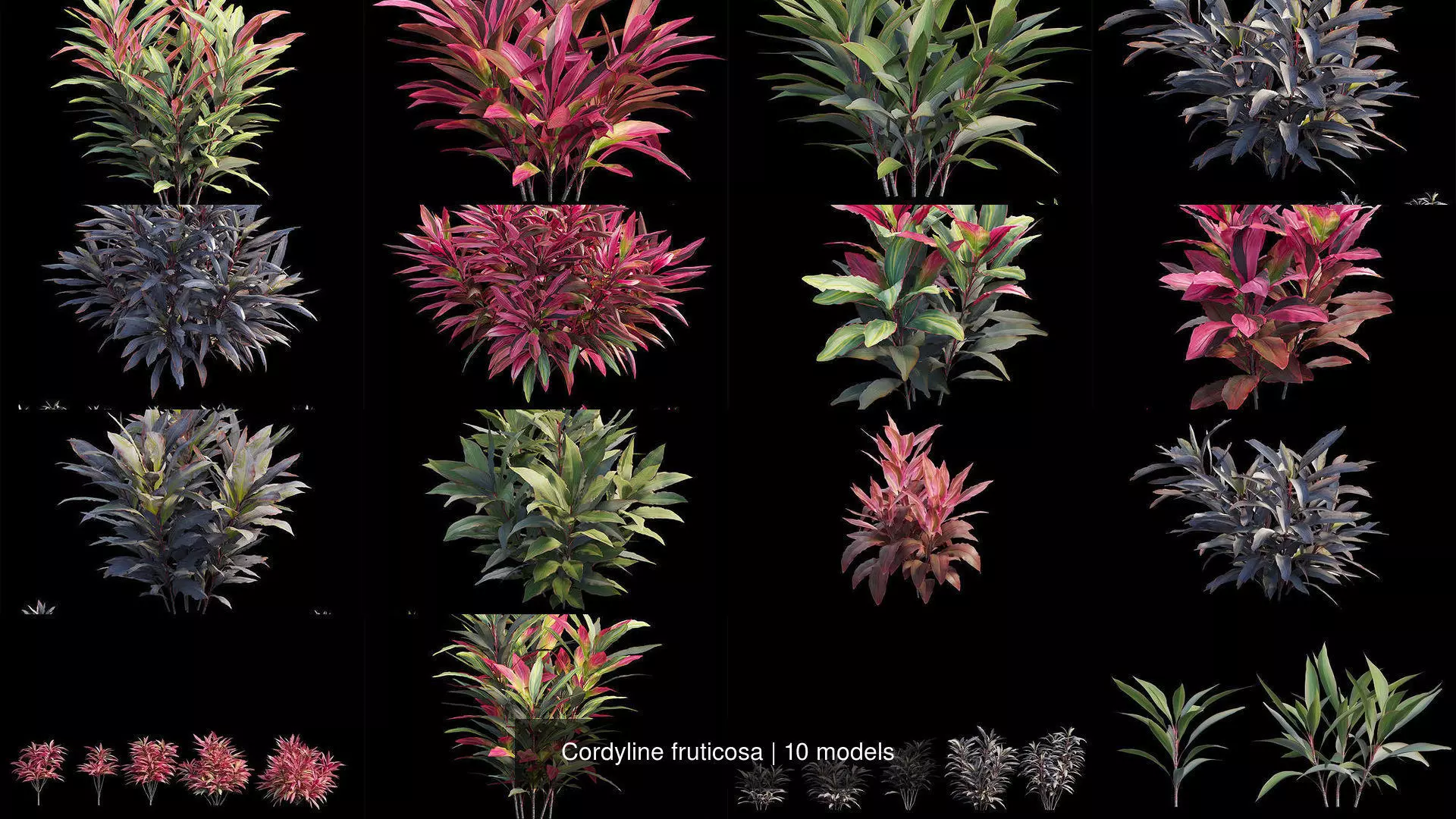 Cordyline fruticosa 3D Model Collection_0