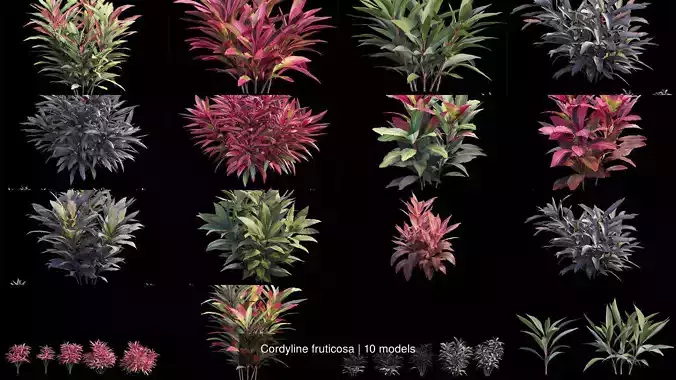 Cordyline fruticosa 3D Model Collection