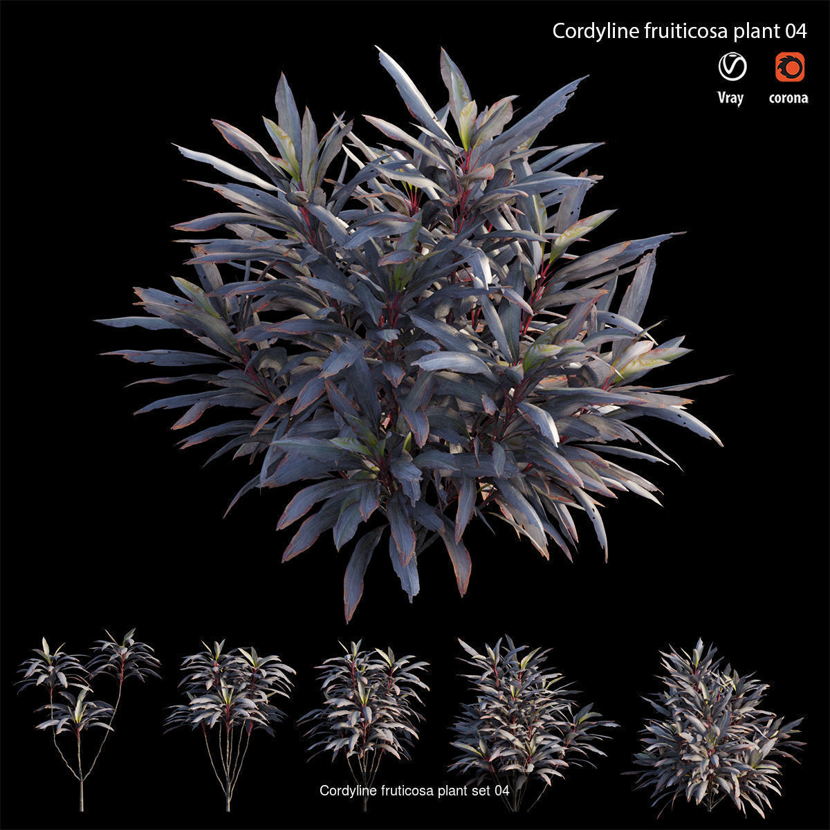Cordyline fruticosa 3D Model Collection_10