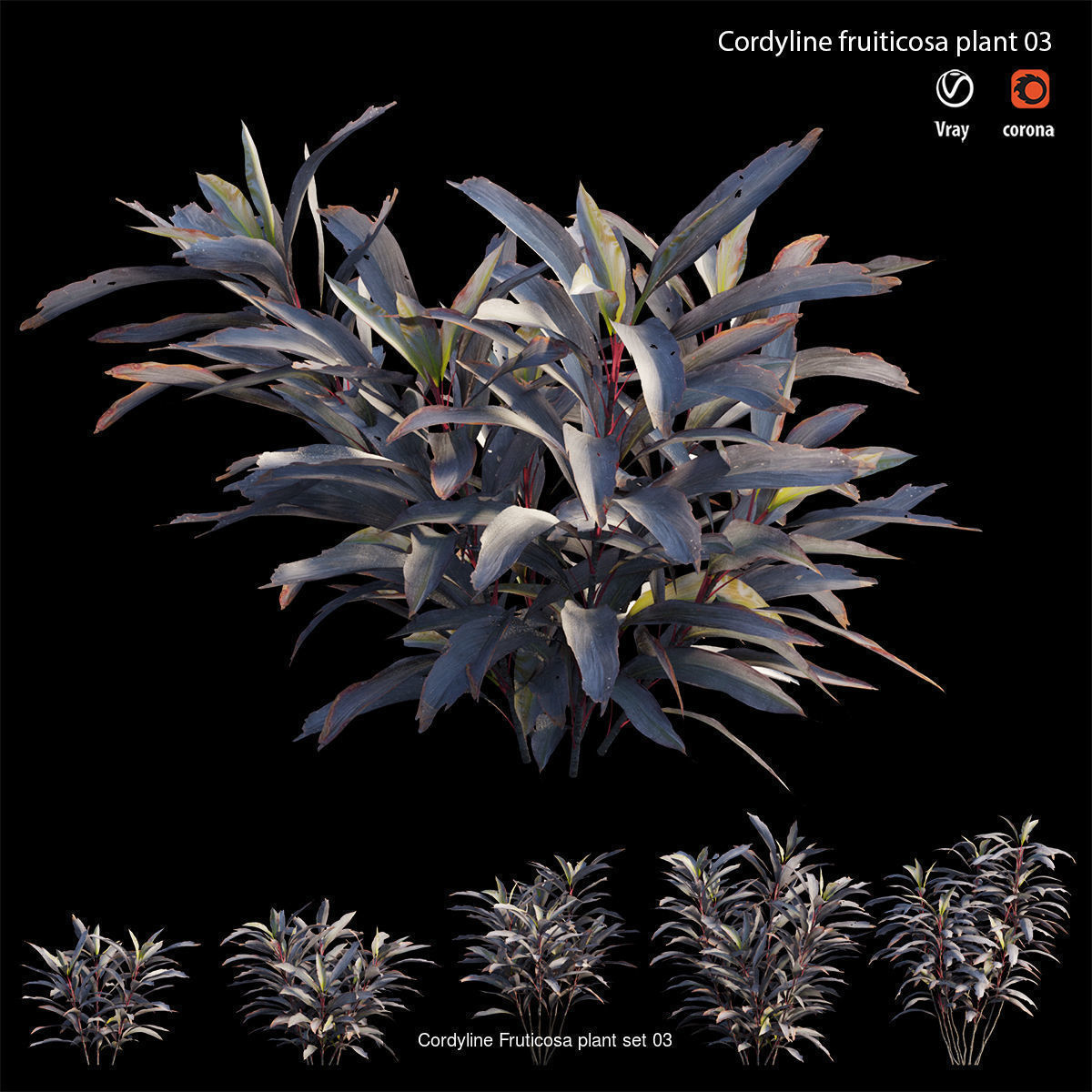 Cordyline fruticosa 3D Model Collection_9