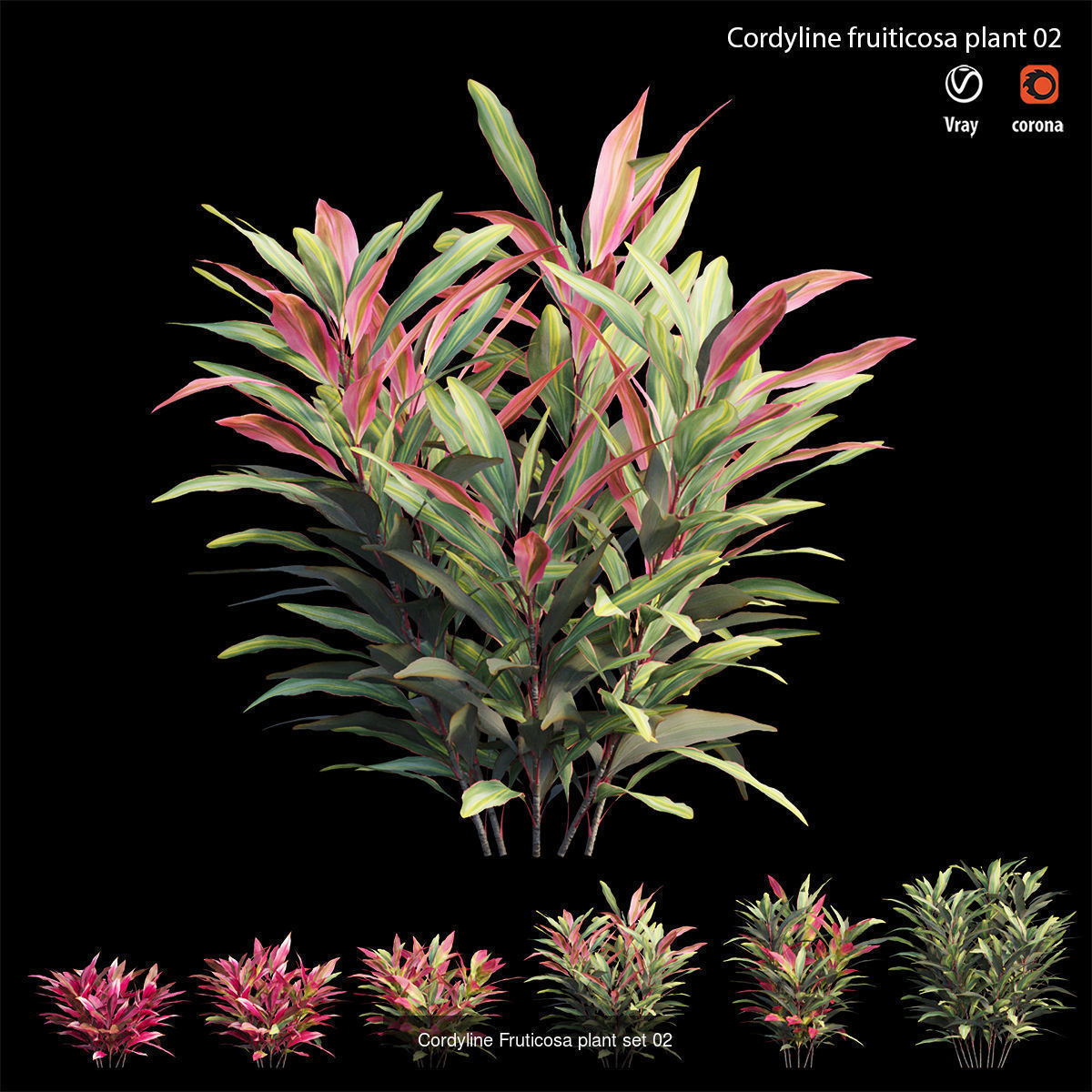 Cordyline fruticosa 3D Model Collection_6