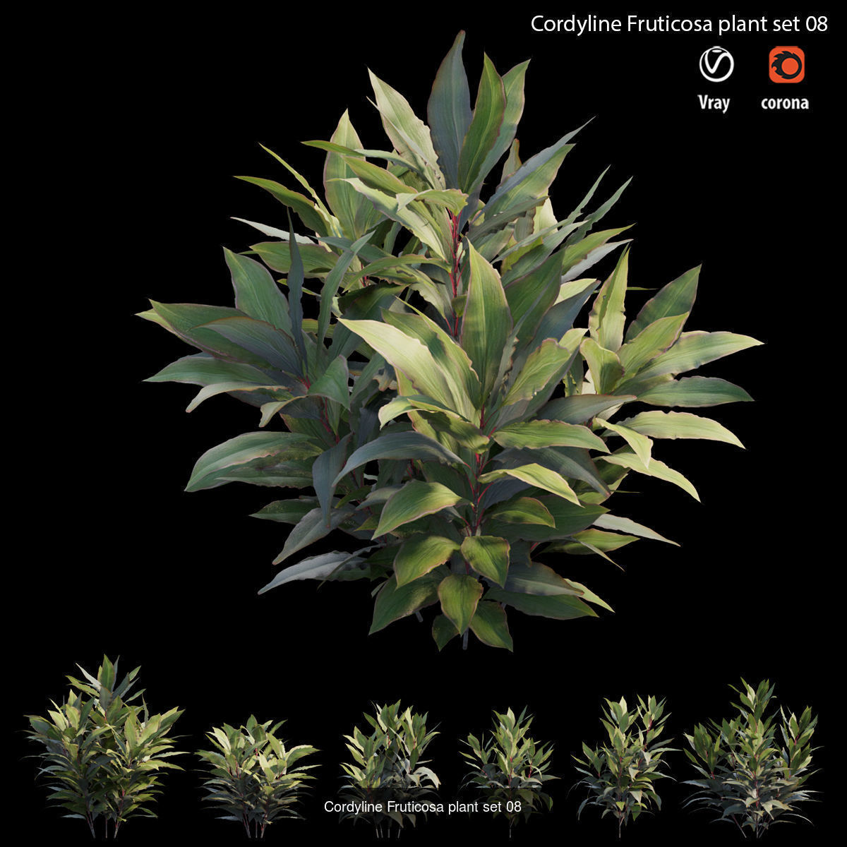 Cordyline fruticosa 3D Model Collection_15