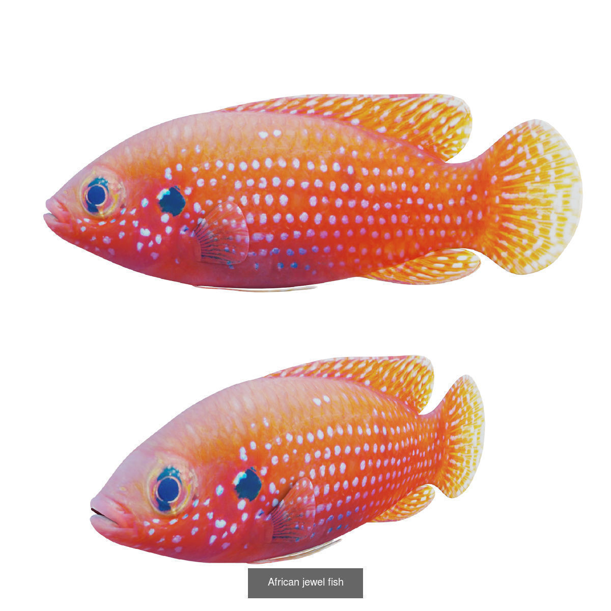 Fish animals 3D Model Collection_4