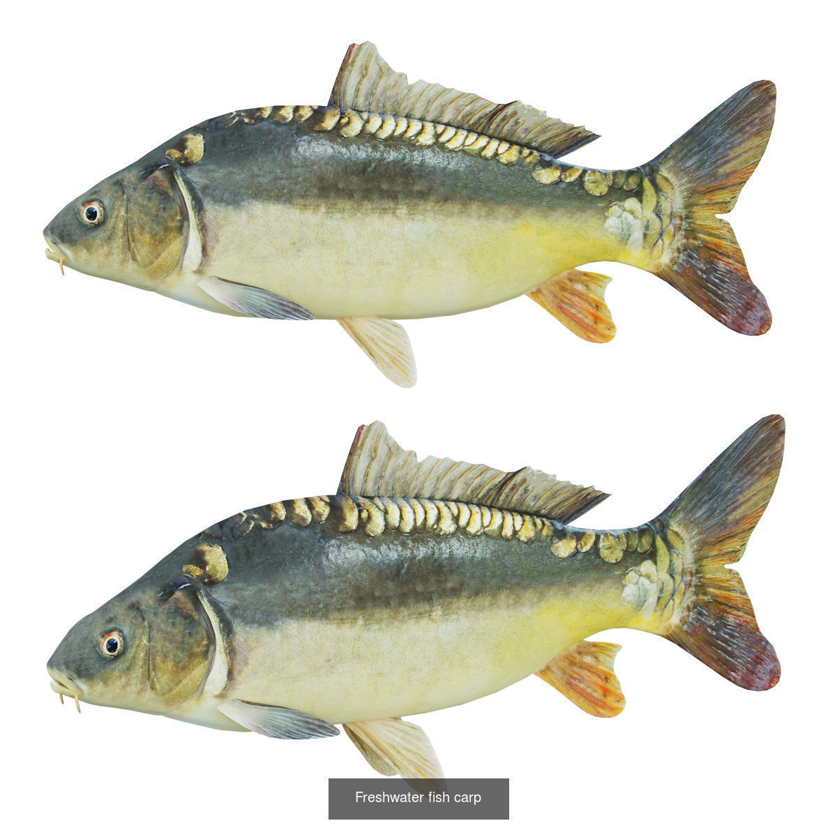 Fish animals 3D Model Collection_5