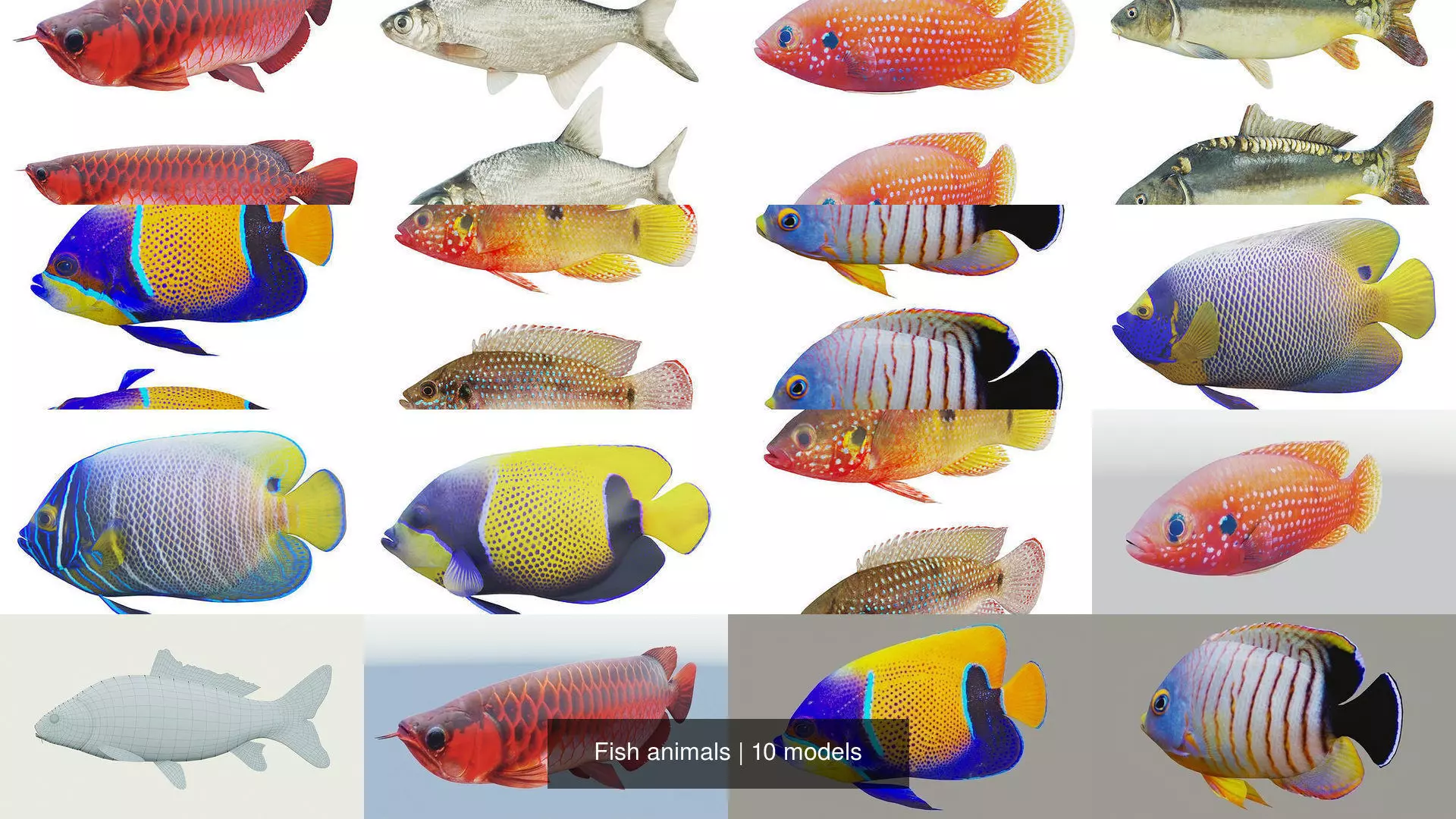 Fish animals 3D Model Collection_0