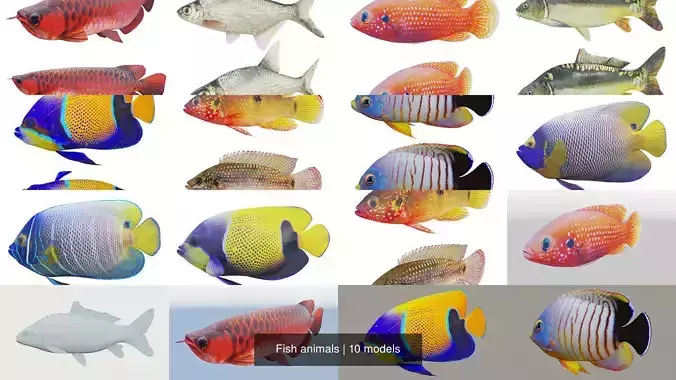 Fish animals 3D Model Collection