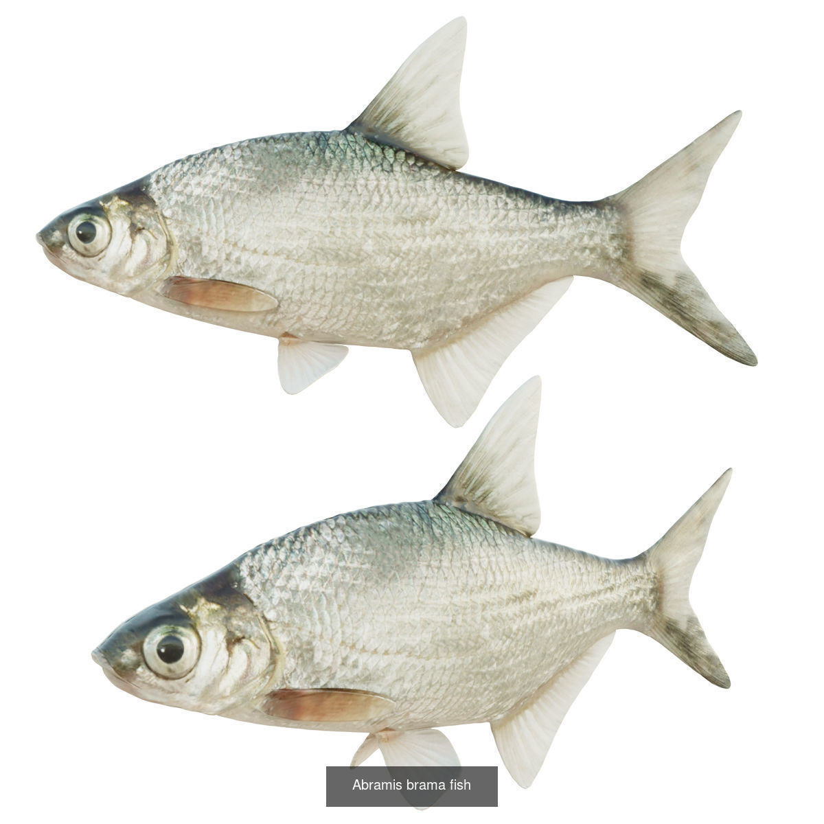 Fish animals 3D Model Collection_3