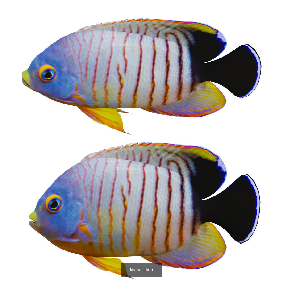 Fish animals 3D Model Collection_7