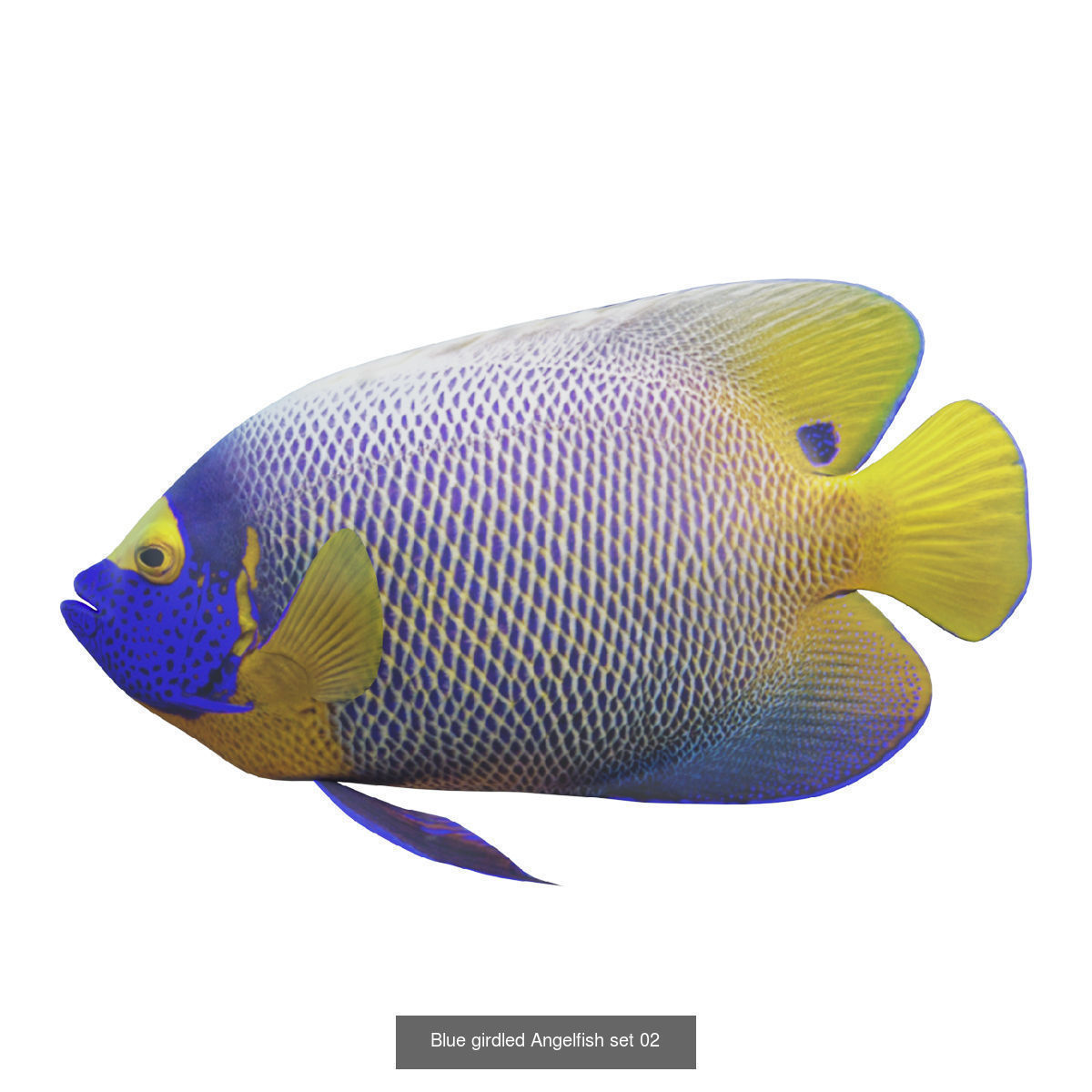 Fish animals 3D Model Collection_8