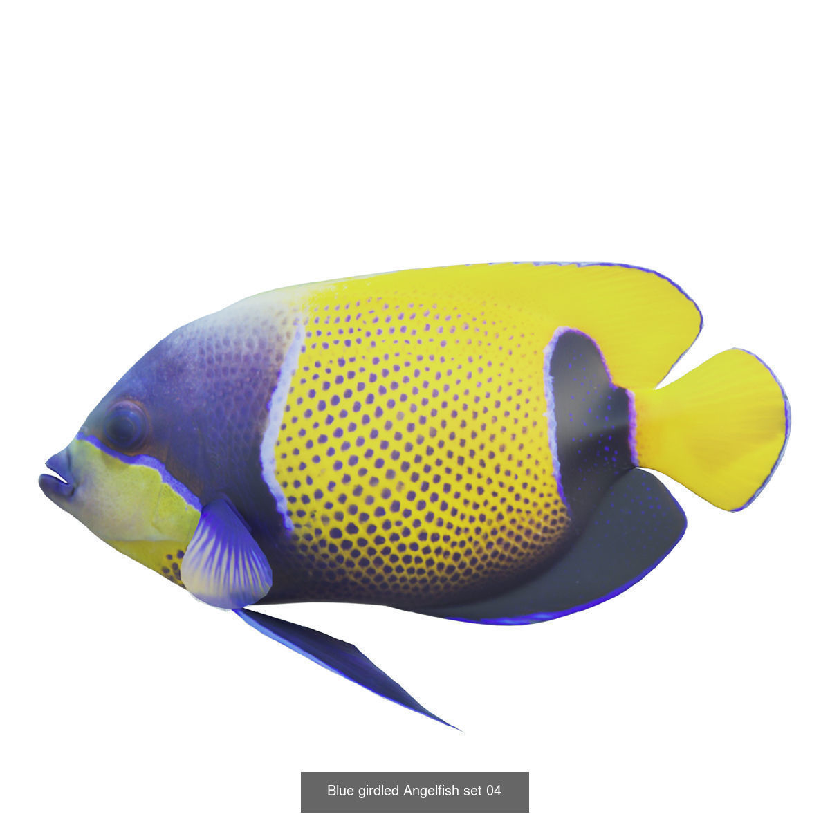 Fish animals 3D Model Collection_10