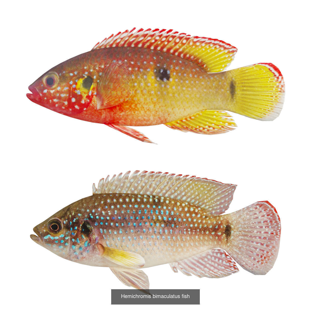 Fish animals 3D Model Collection_1
