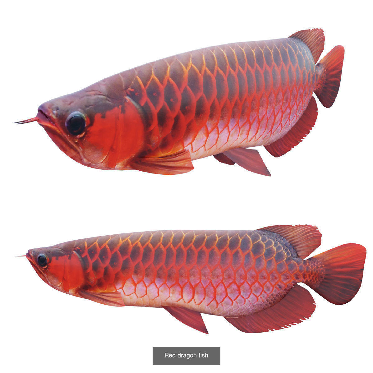 Fish animals 3D Model Collection_2