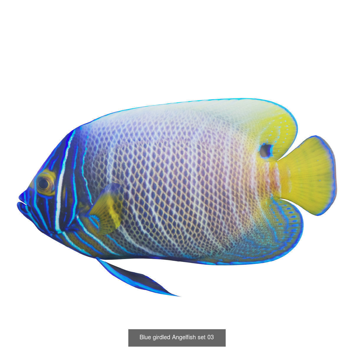 Fish animals 3D Model Collection_9