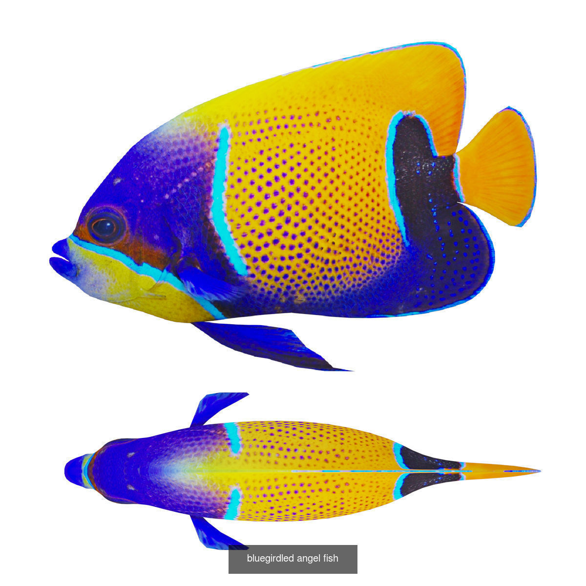 Fish animals 3D Model Collection_6