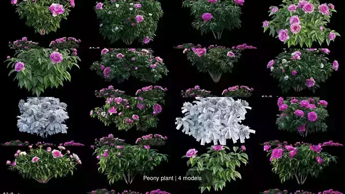 Peony plant 3D Model Collection