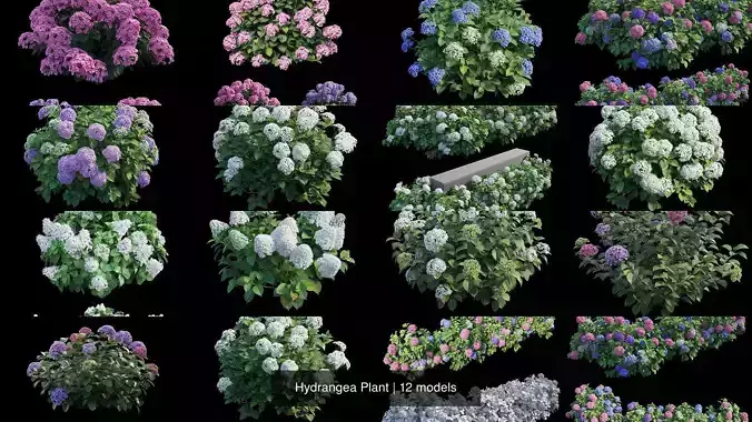 Hydrangea Plant 3D Model Collection