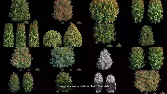 Syzygium campanulatum plant 3D Model Collection