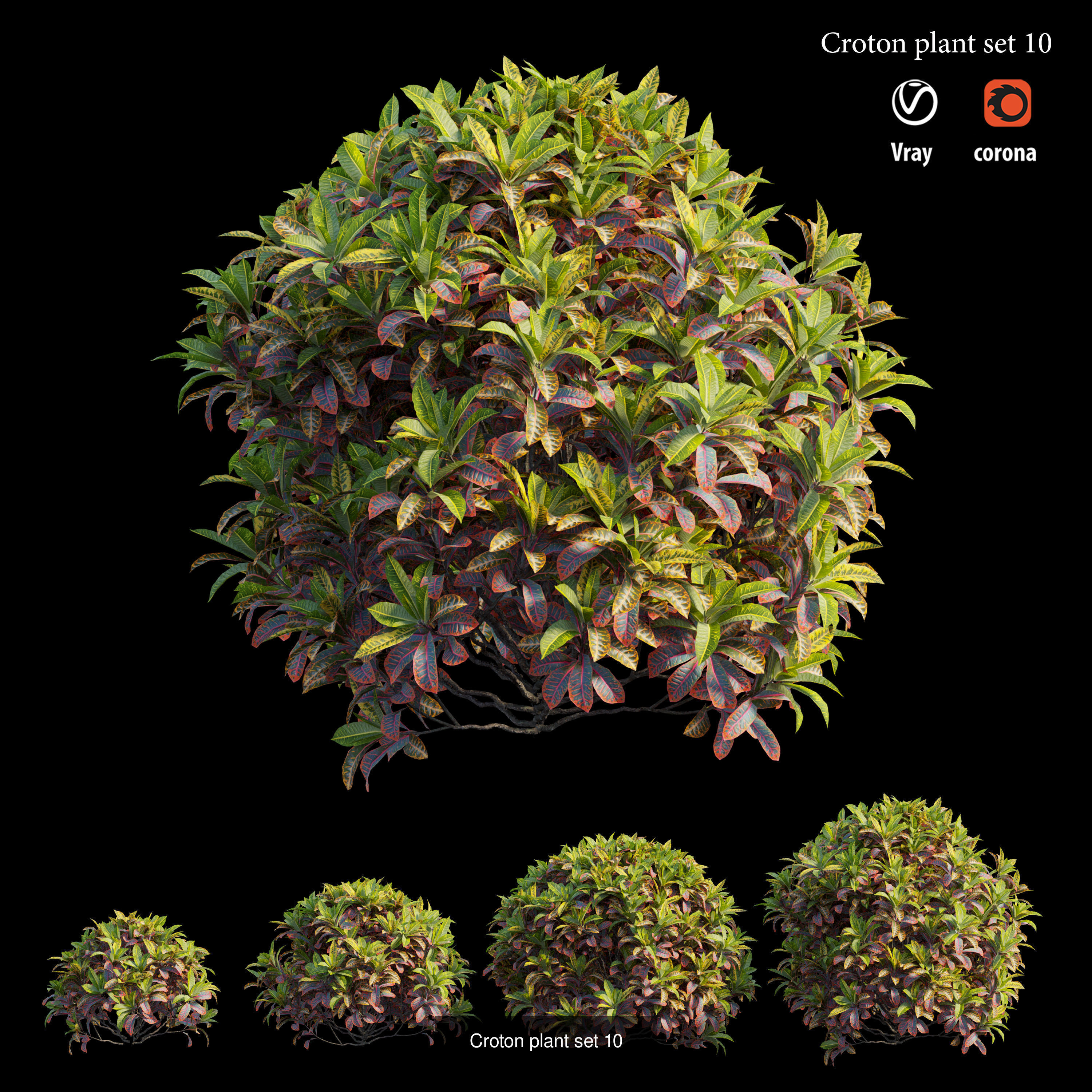 Croton plant 3D Model Collection_13