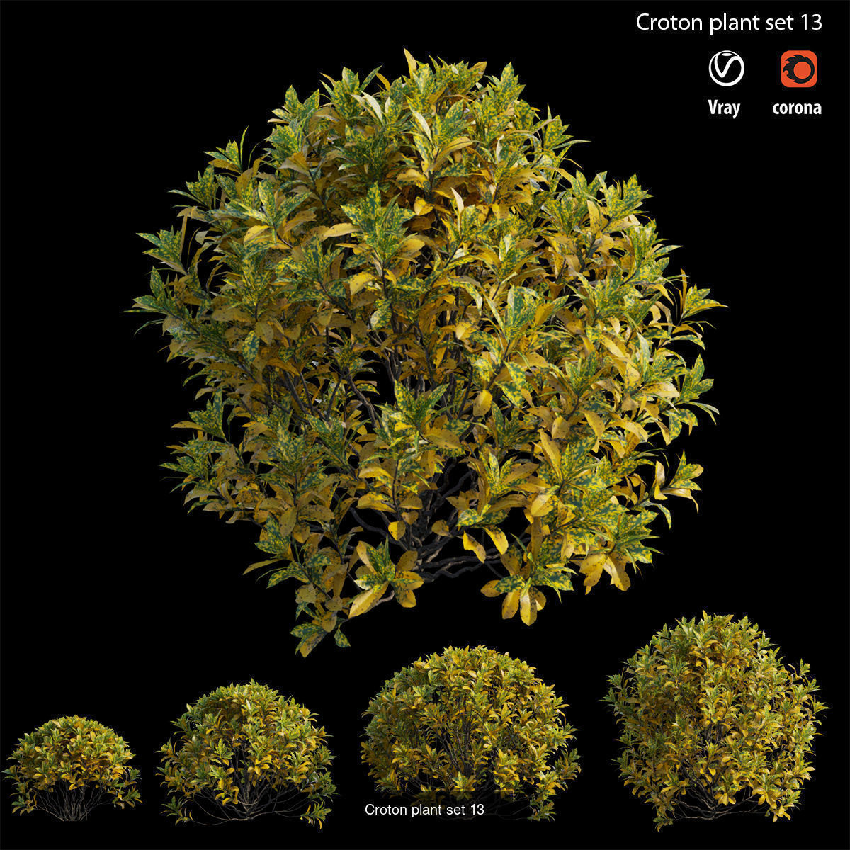 Croton plant 3D Model Collection_16