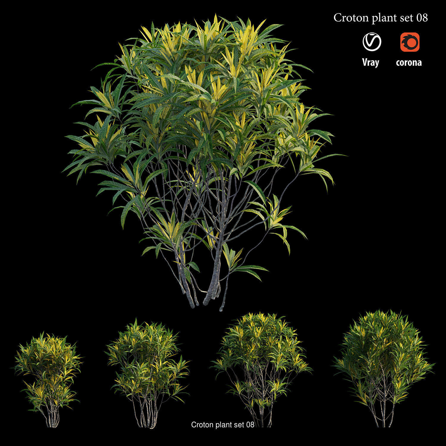 Croton plant 3D Model Collection_11