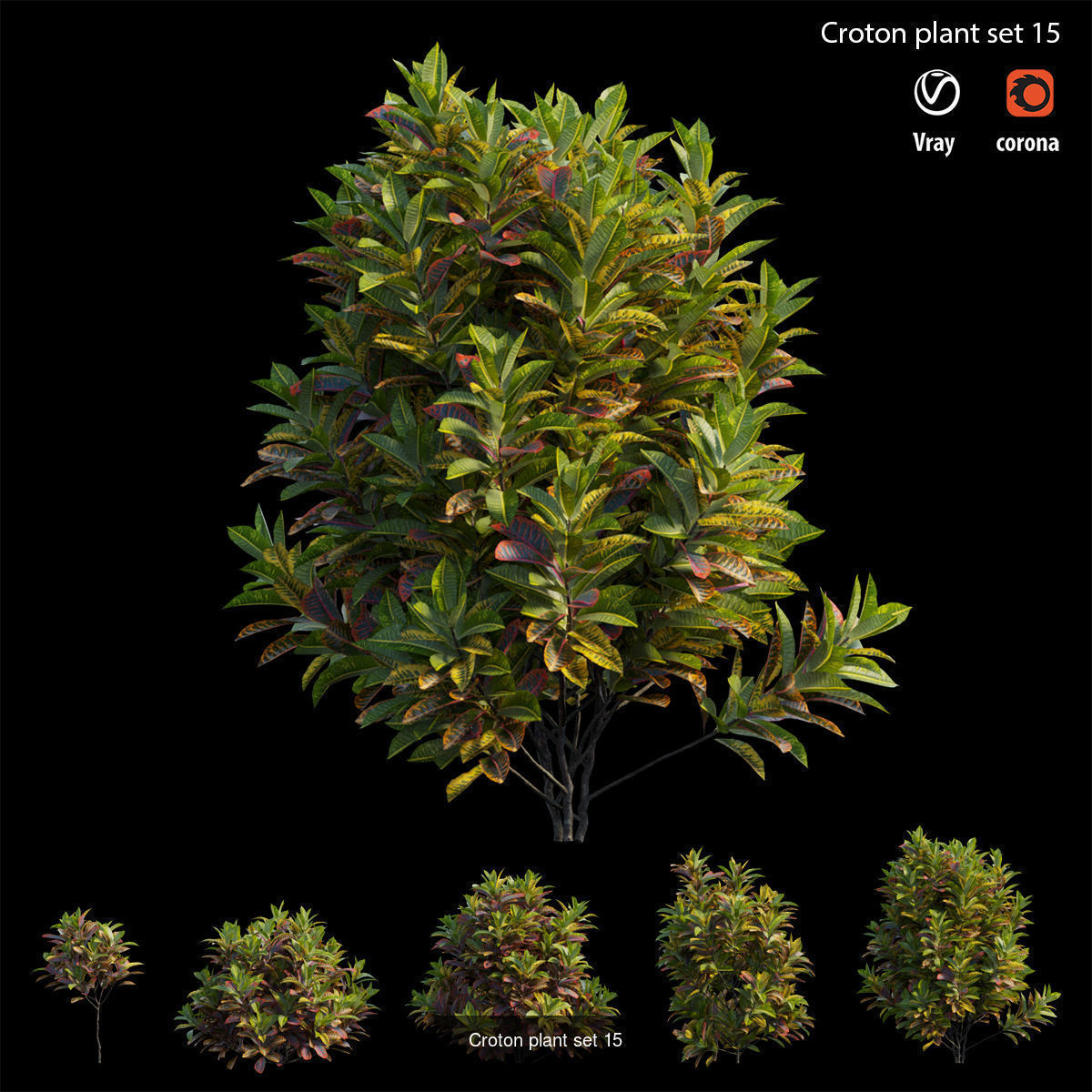 Croton plant 3D Model Collection_18