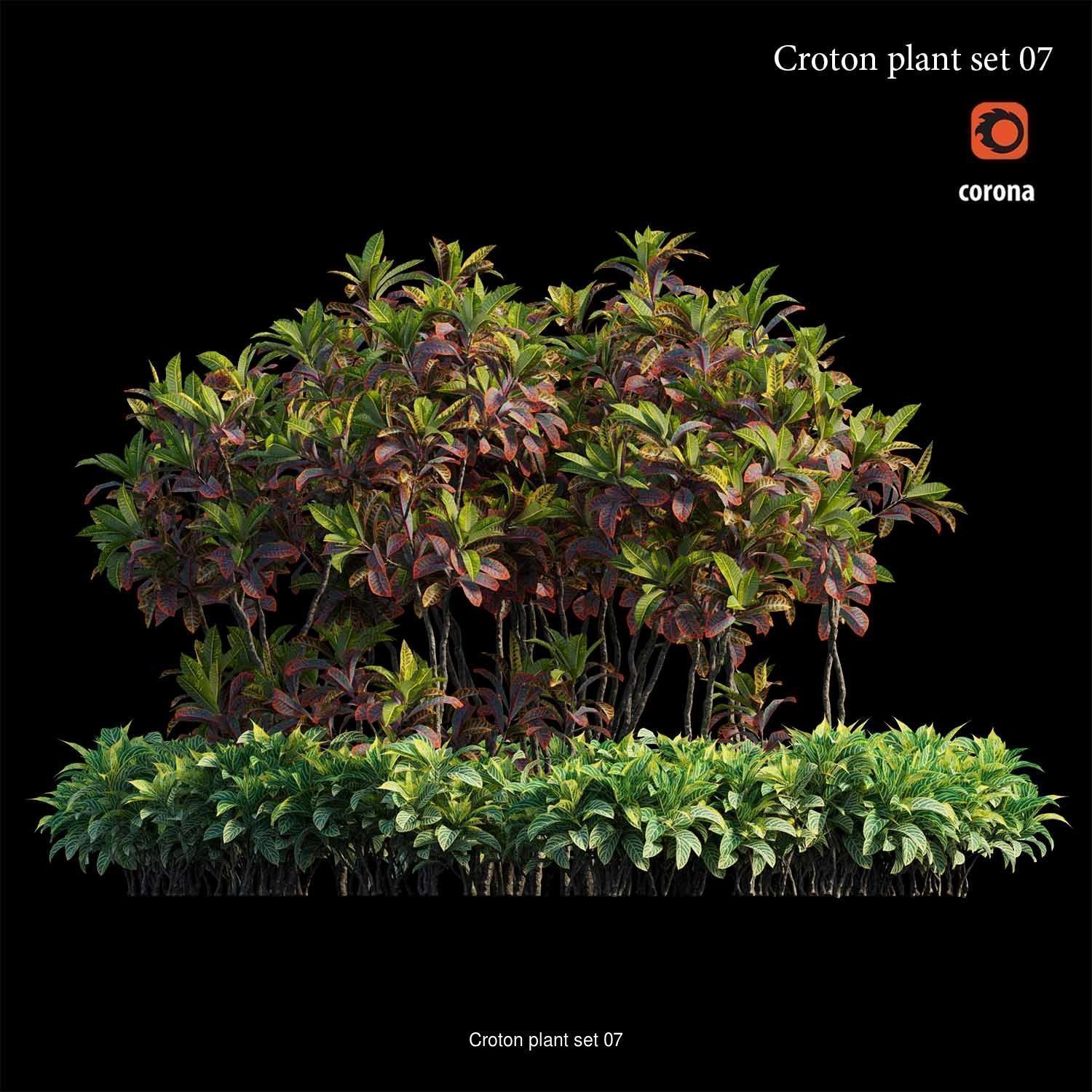 Croton plant 3D Model Collection_10