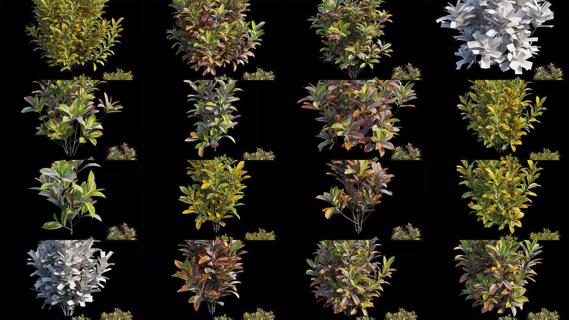 Croton plant 3D Model Collection_0