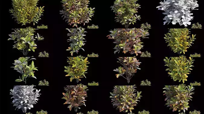 Croton plant 3D Model Collection