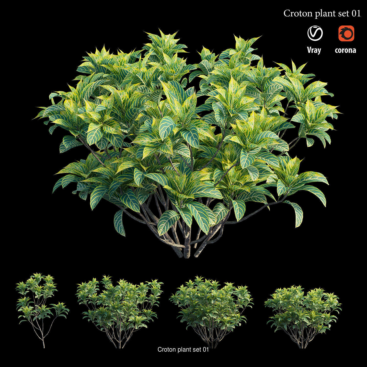 Croton plant 3D Model Collection_5