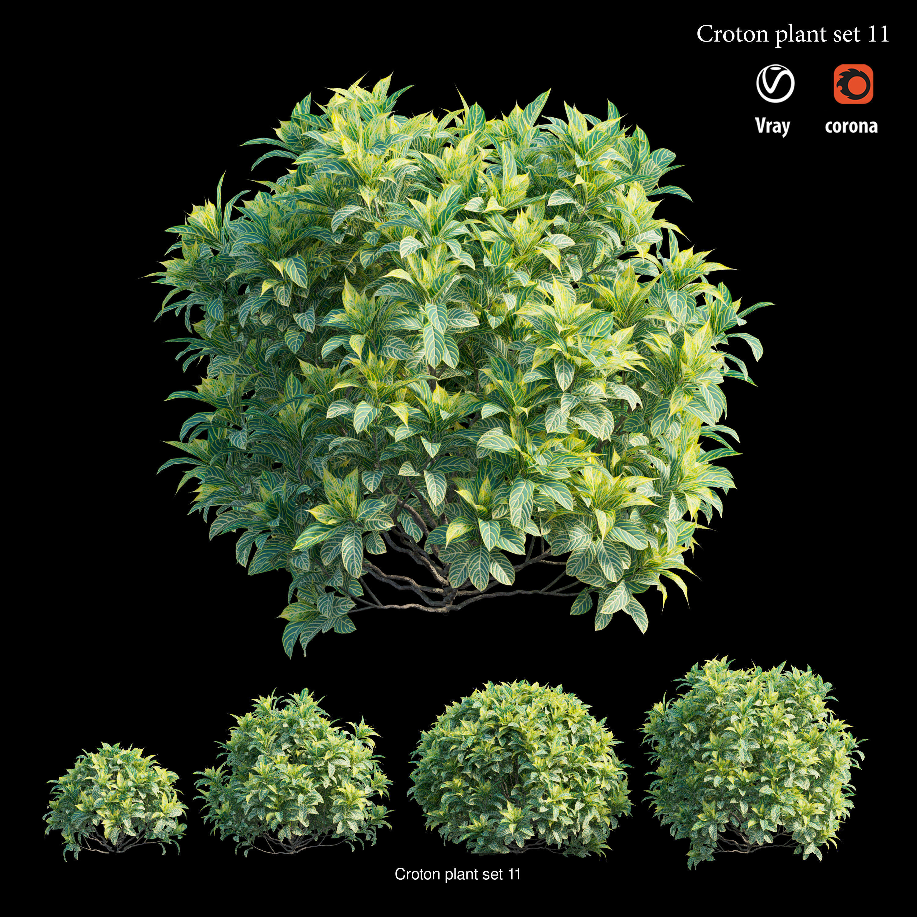 Croton plant 3D Model Collection_14