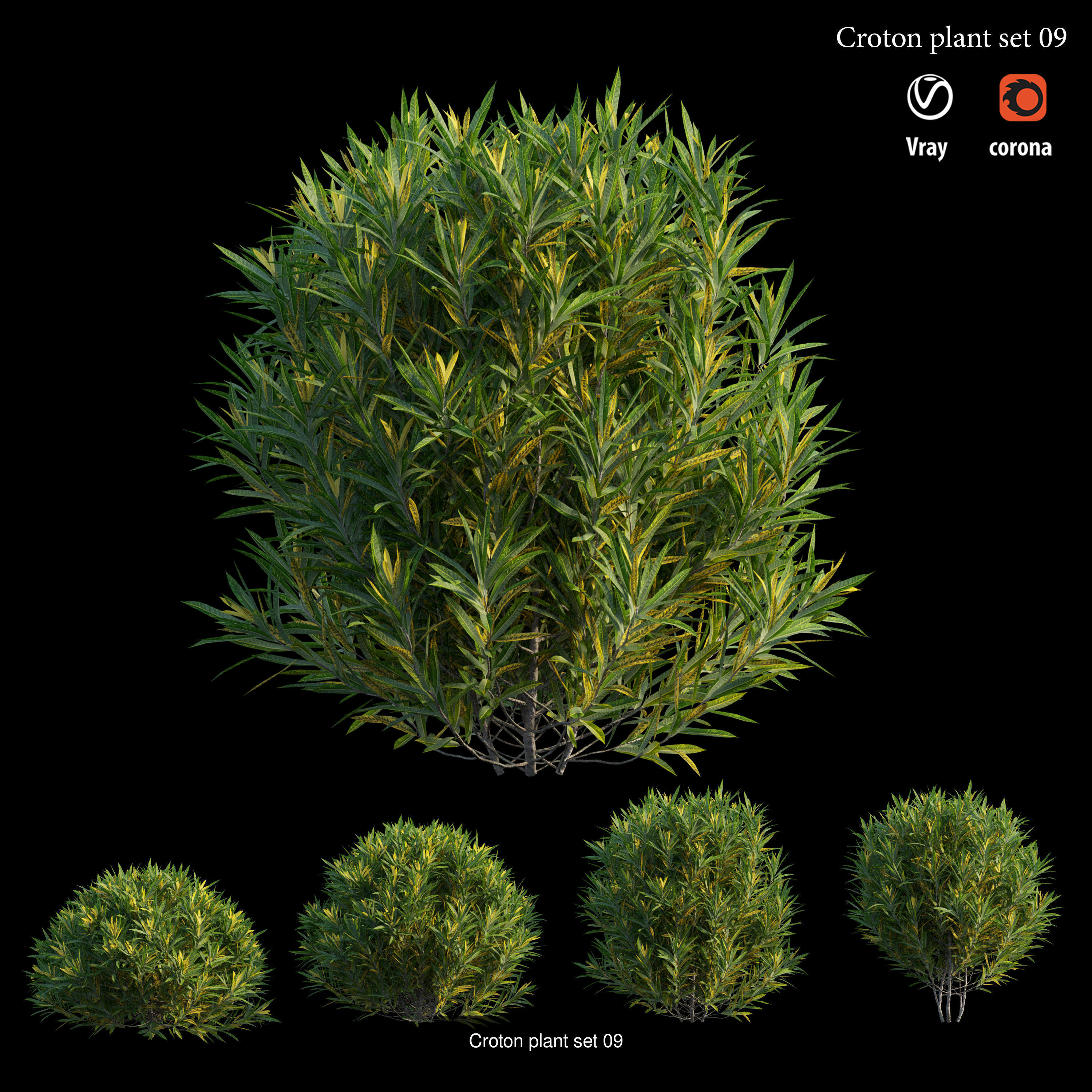 Croton plant 3D Model Collection_12