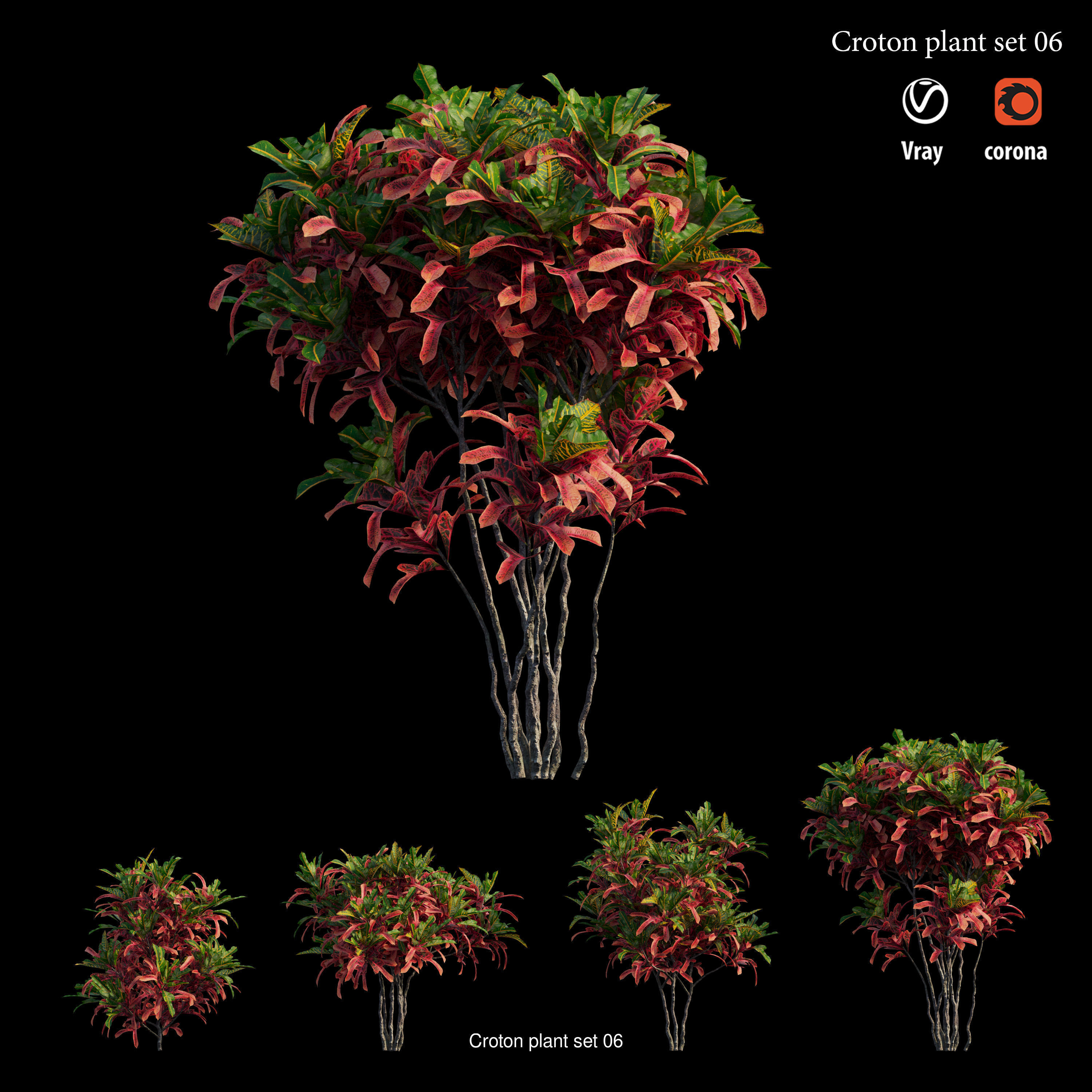 Croton plant 3D Model Collection_9