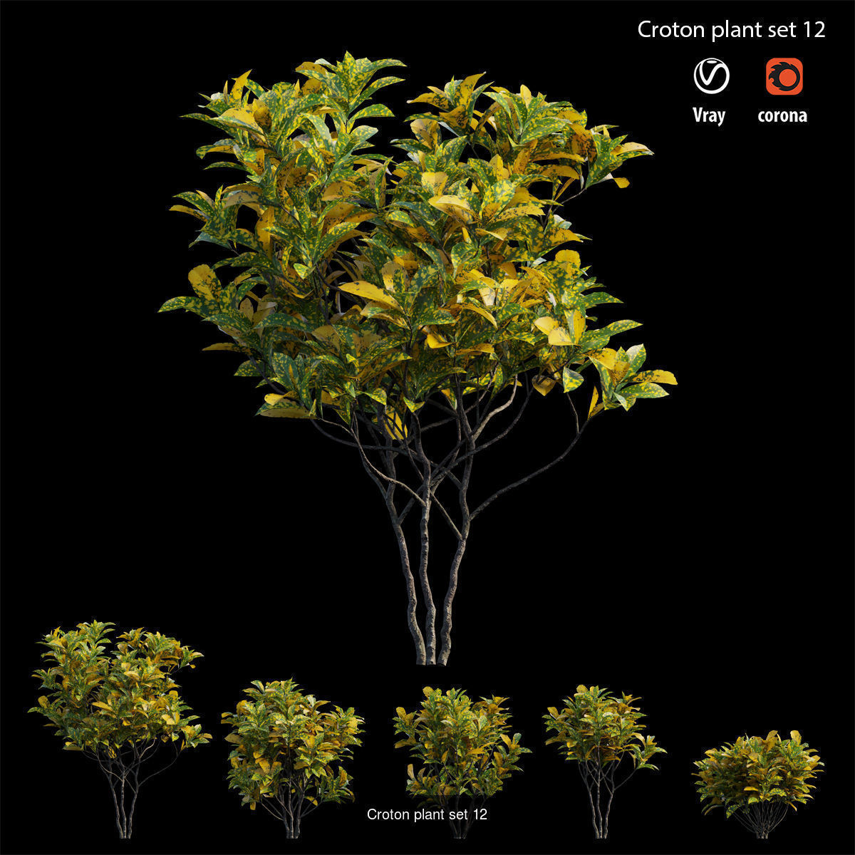 Croton plant 3D Model Collection_15