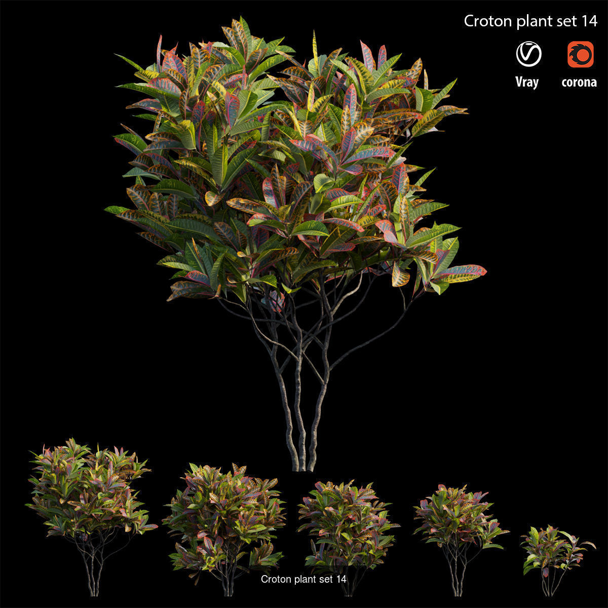 Croton plant 3D Model Collection_17