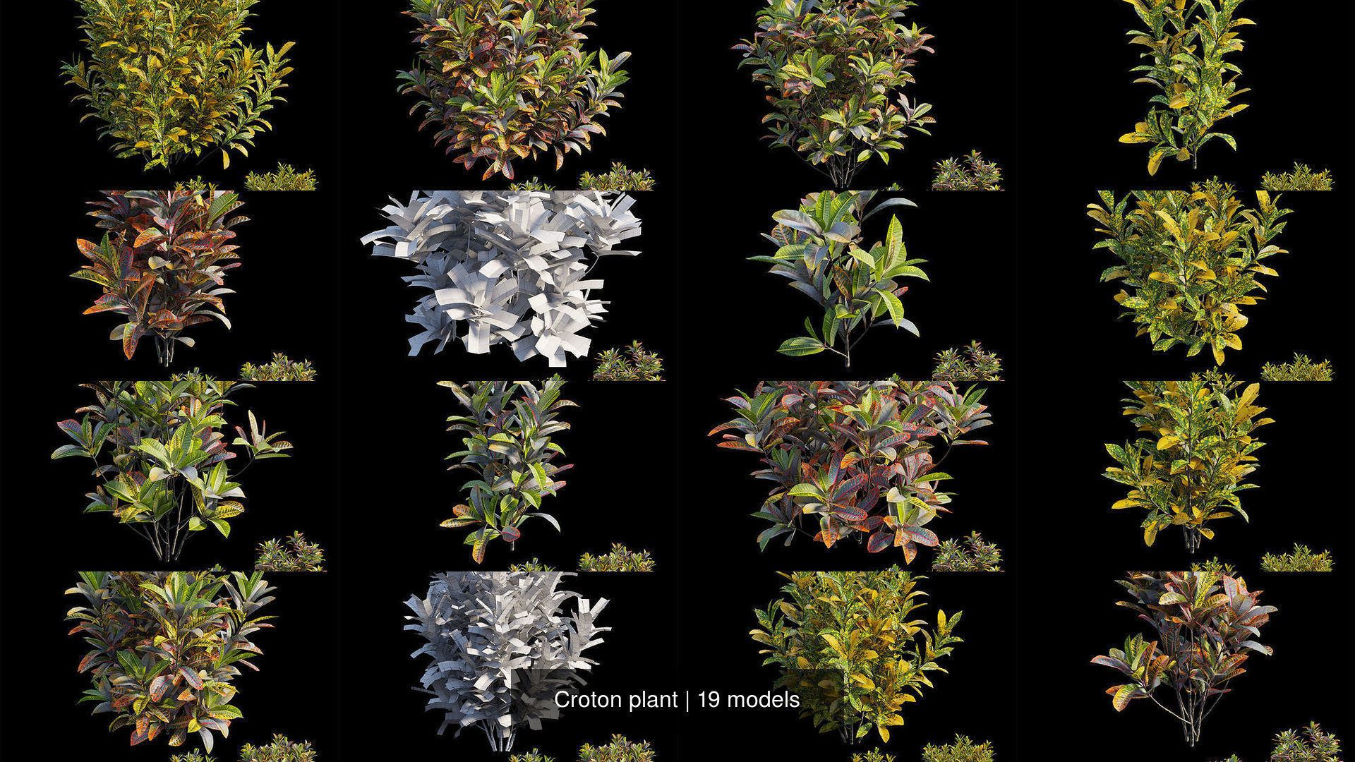 Croton plant 3D Model Collection_2