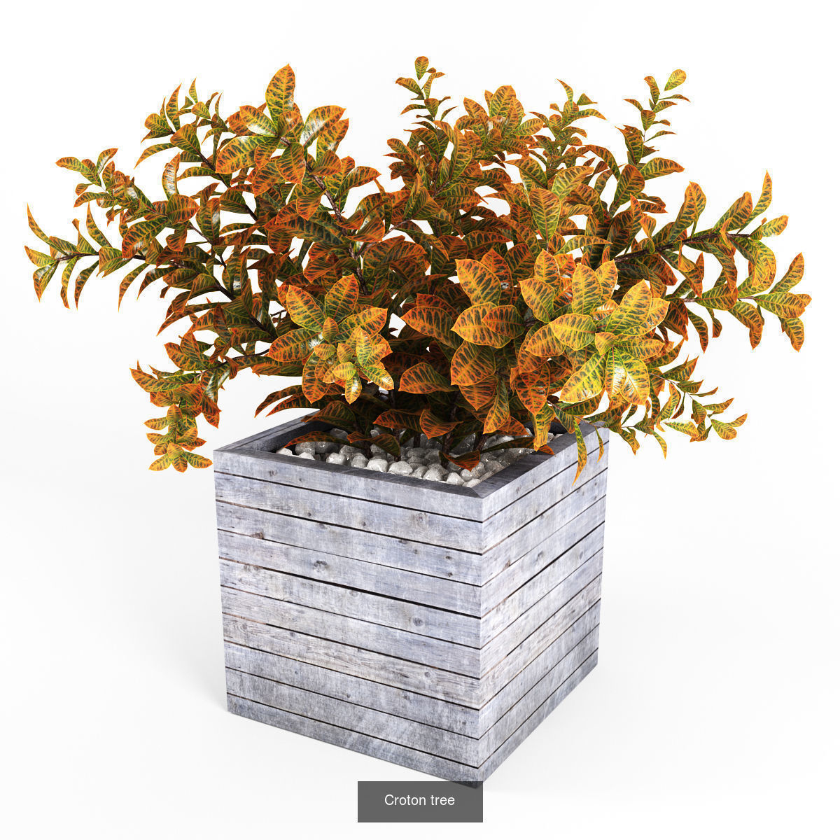Croton plant 3D Model Collection_3