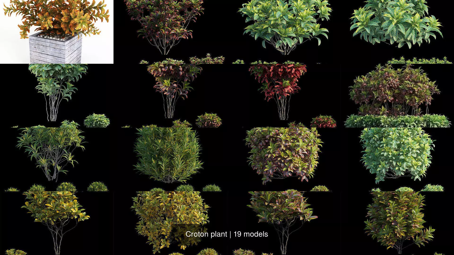 Croton plant 3D Model Collection_1