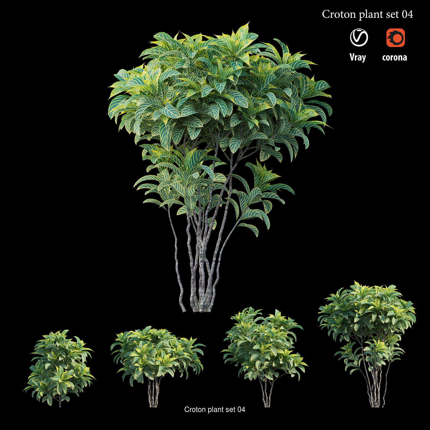 Croton plant 3D Model Collection_7