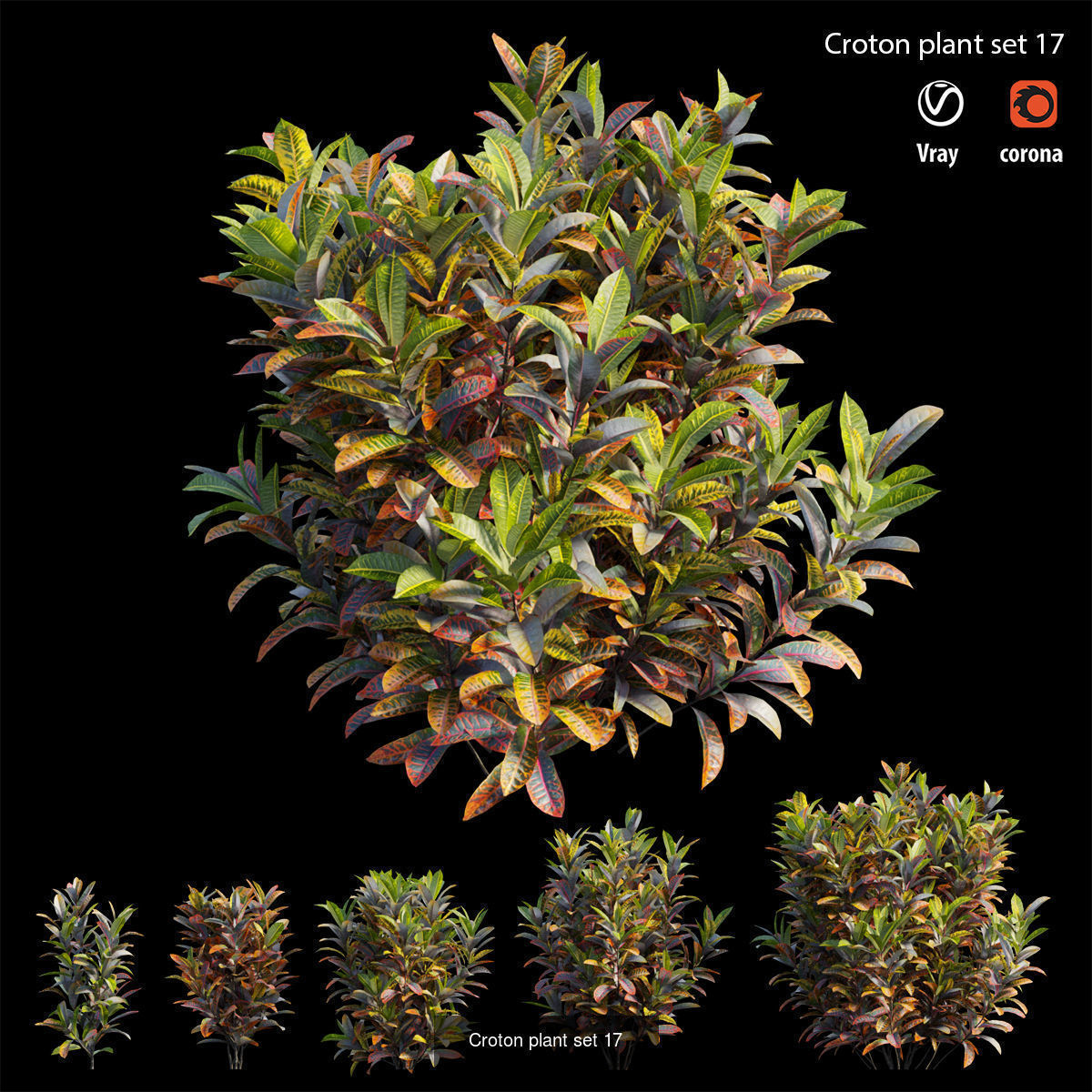Croton plant 3D Model Collection_20
