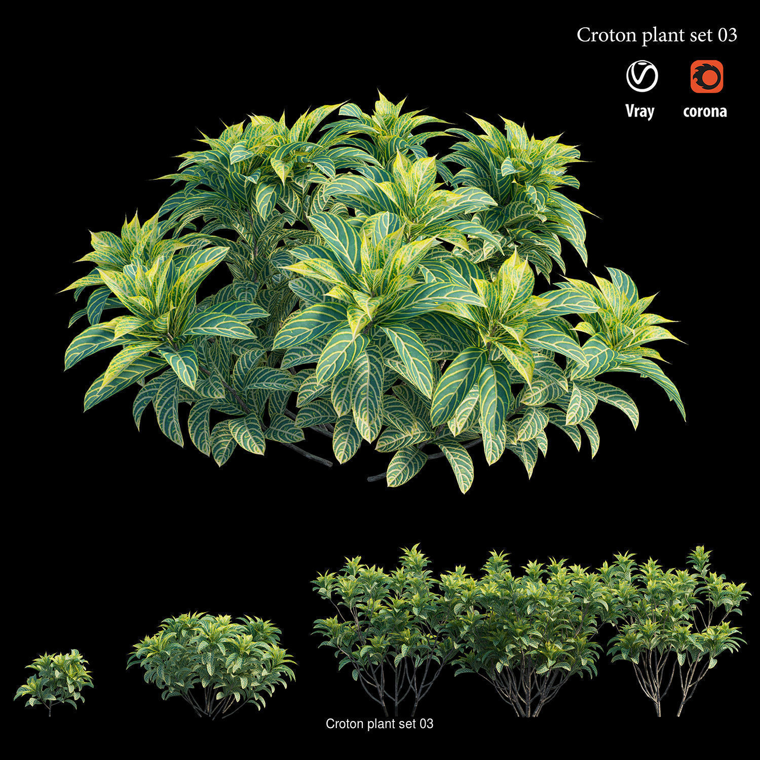 Croton plant 3D Model Collection_6