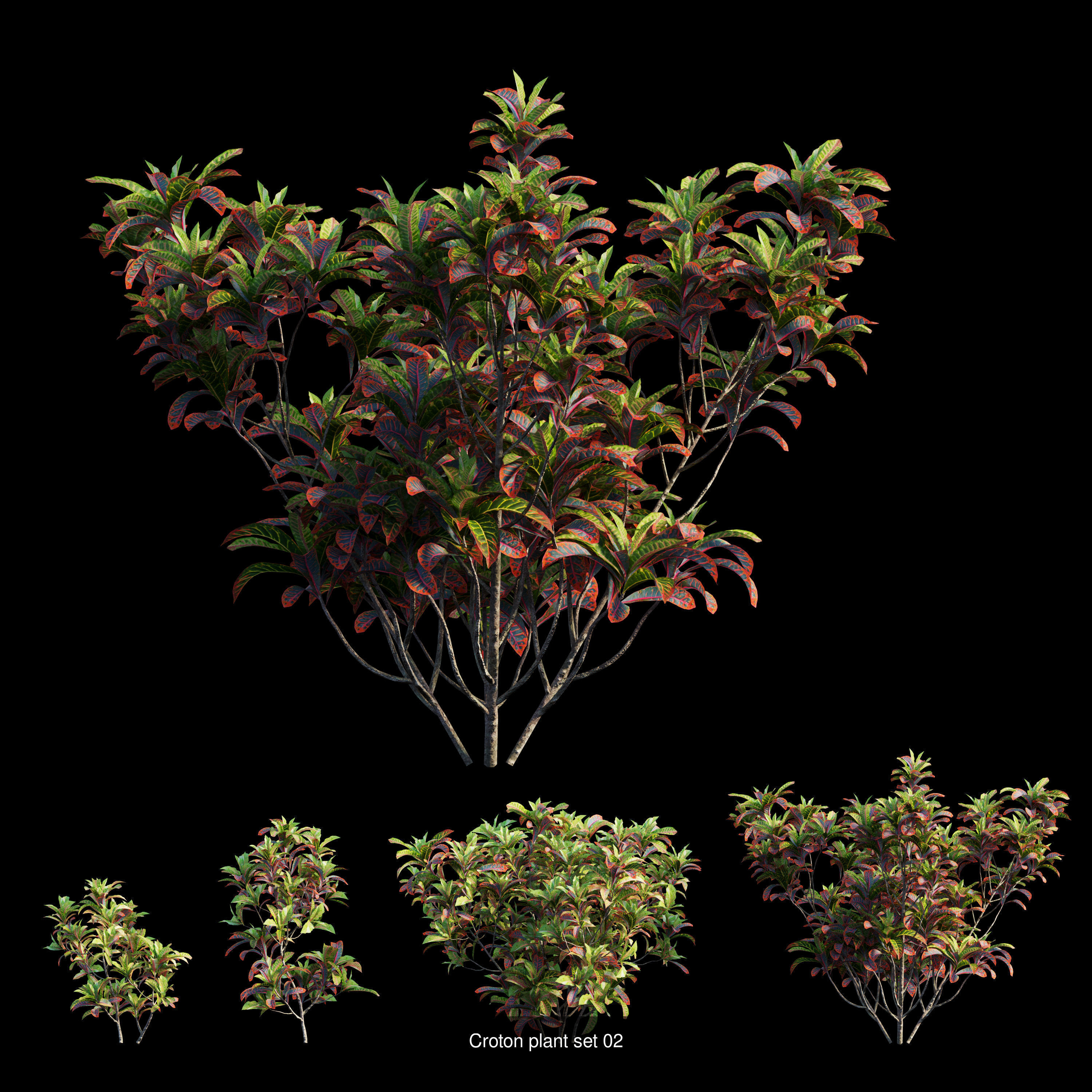 Croton plant 3D Model Collection_4