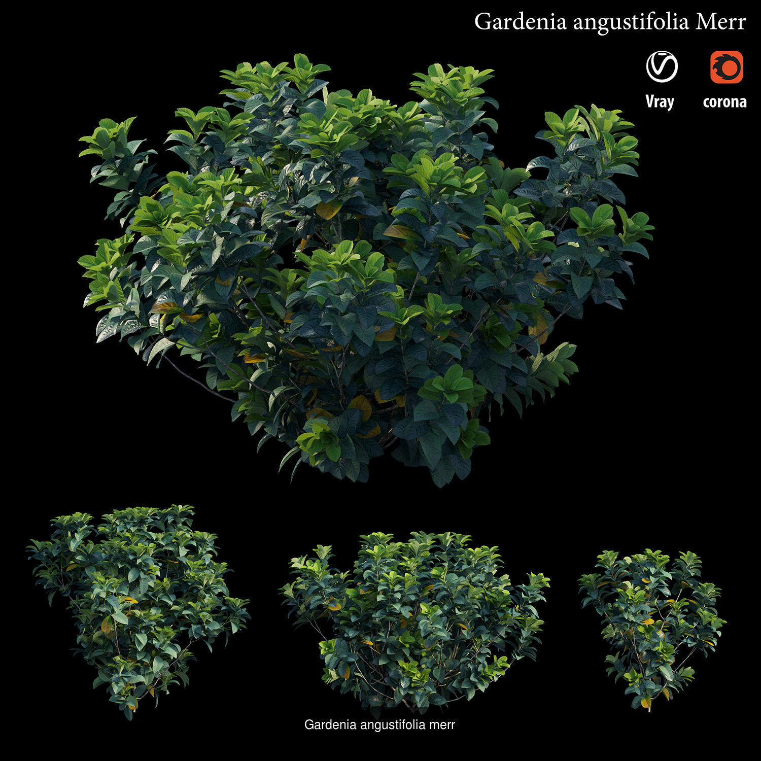 Gardenia angustifolia Merr 3D Model Collection_1