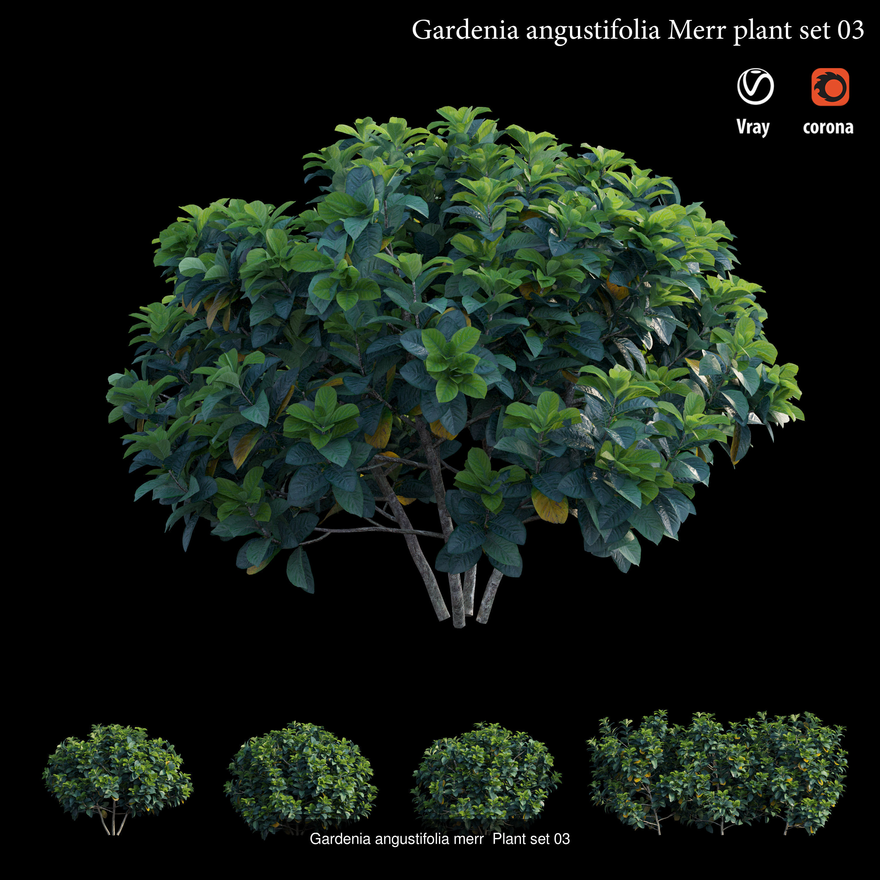Gardenia angustifolia Merr 3D Model Collection_3