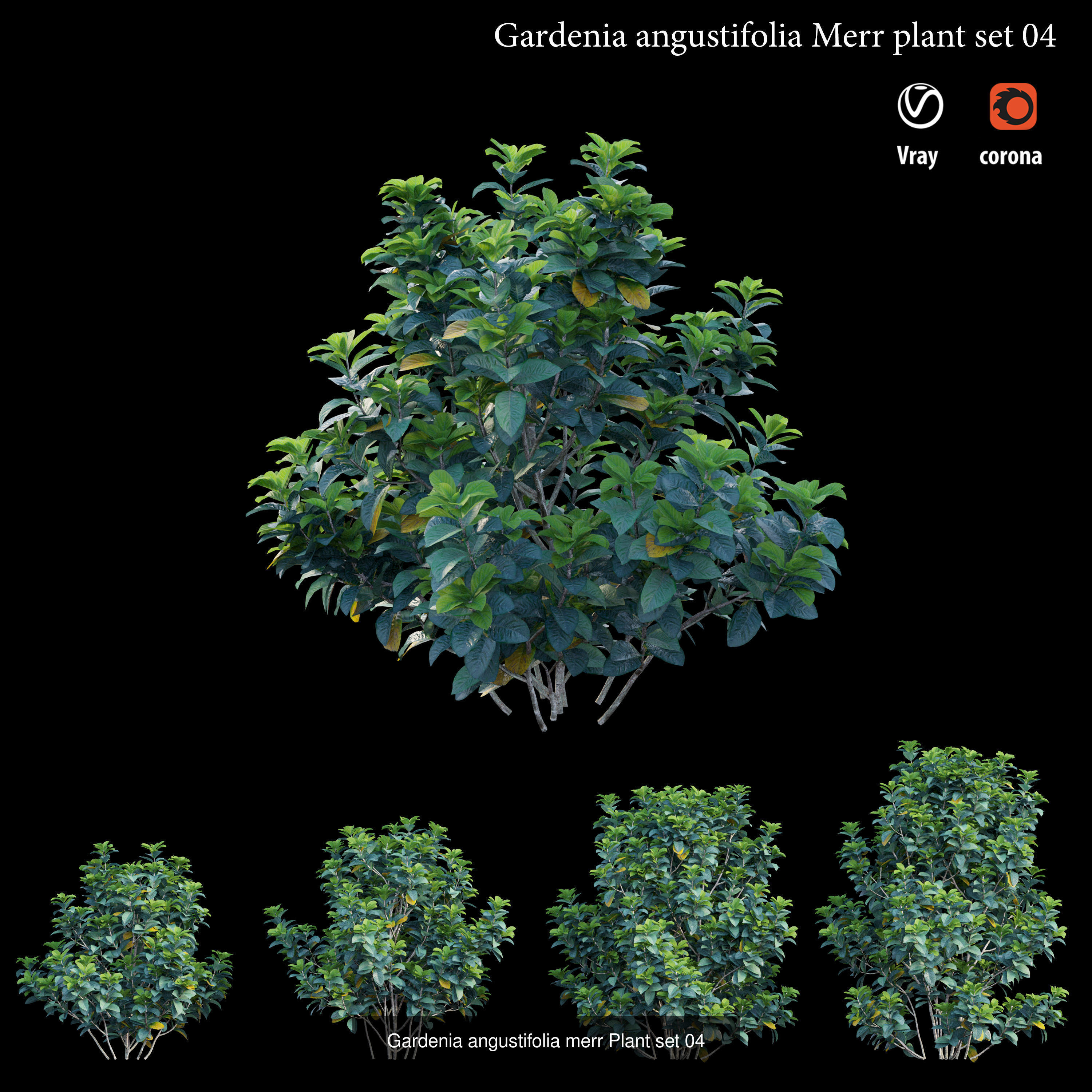Gardenia angustifolia Merr 3D Model Collection_4