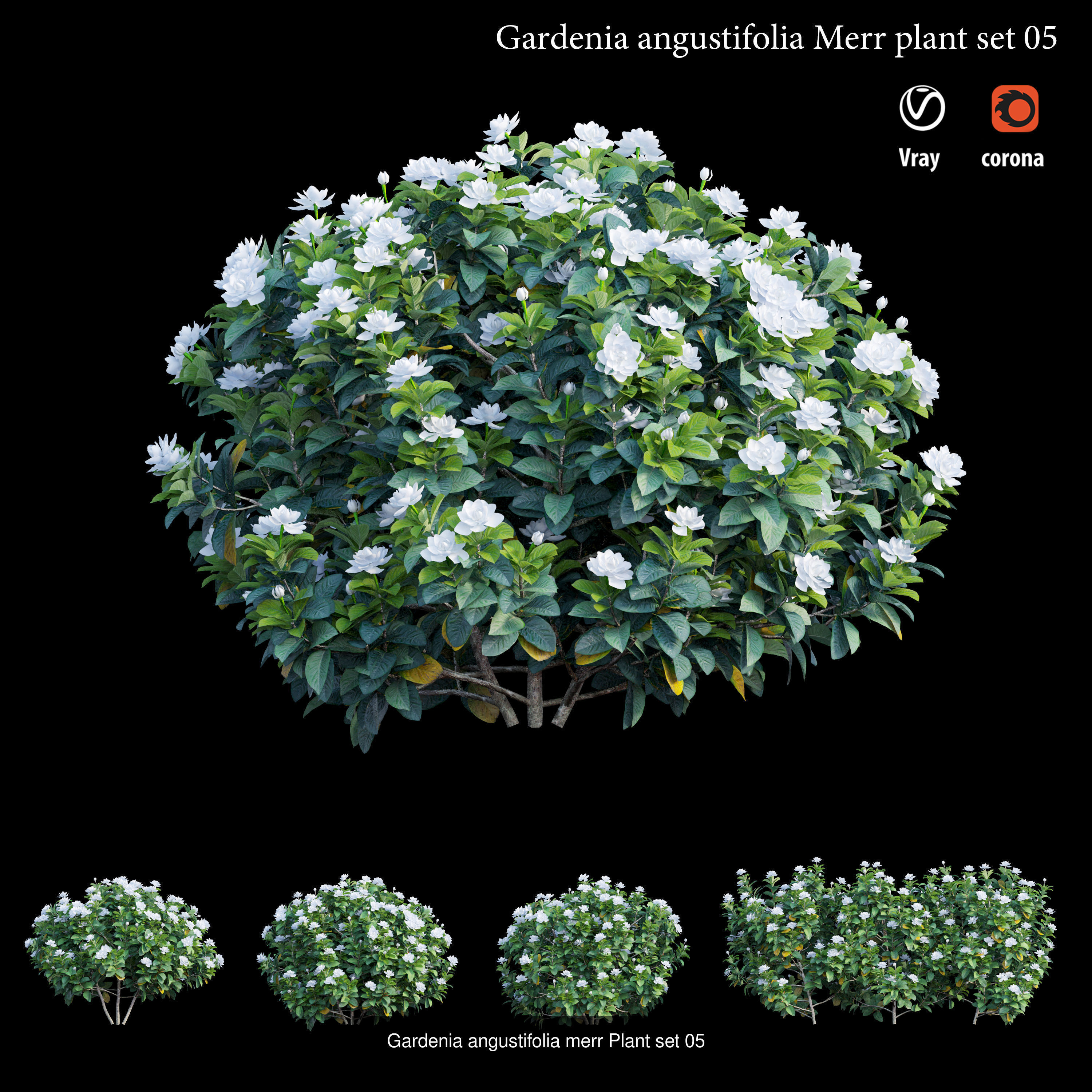 Gardenia angustifolia Merr 3D Model Collection_5