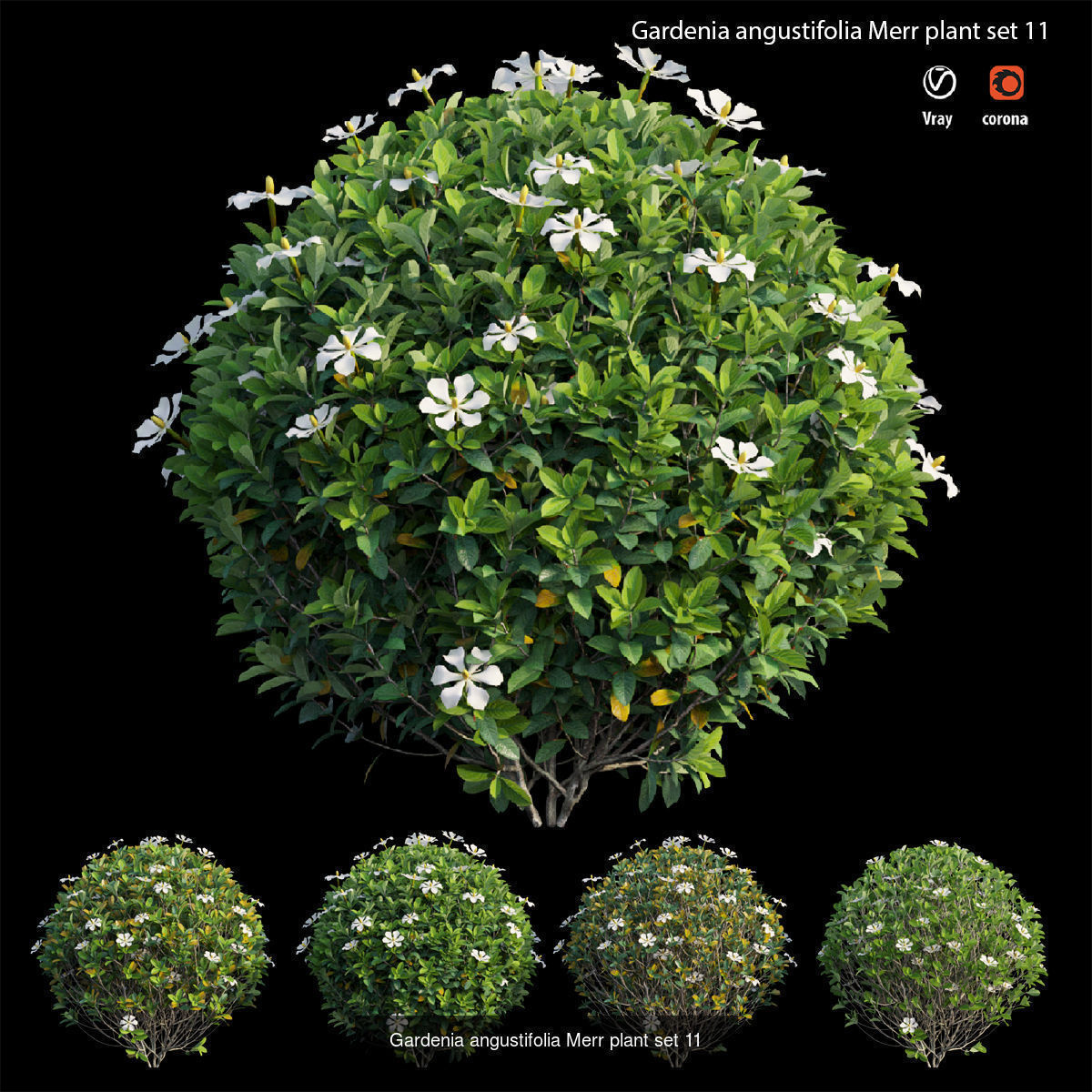 Gardenia angustifolia Merr 3D Model Collection_10