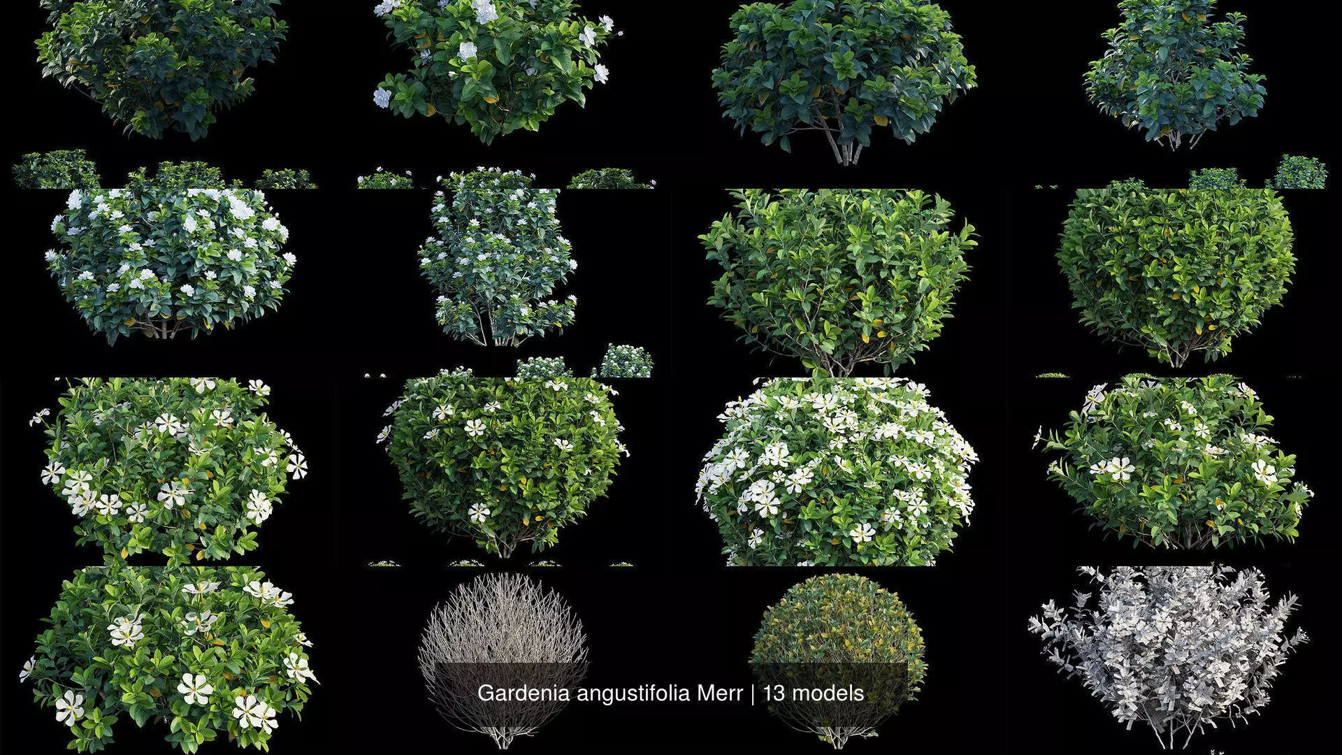 Gardenia angustifolia Merr 3D Model Collection_0