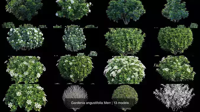 Gardenia angustifolia Merr 3D Model Collection